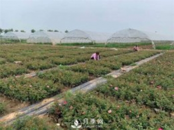 發(fā)酵有機肥不徹底對月季的危害你知道嗎？