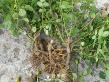 裸根的月季該如何種植？南陽(yáng)大田月季基地告訴你