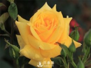歐月和南陽(yáng)月季花的區別是什么？
