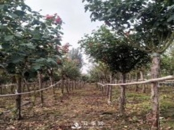 南陽(yáng)月季之鄉，全國月季中心，批發(fā)品種齊全