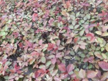 南陽(yáng)月季小苗3月長(cháng)勢茁壯，4月進(jìn)入上市售賣(mài)期