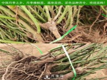 月季裸根苗收到后怎么種？