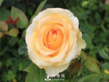 大花月季種植水肥如何管理？