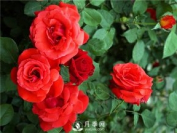 緋扇月季苗，杯苗，小苗，盆花產(chǎn)地批發(fā)