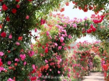 月季的品類(lèi)有哪些？有什么區別嗎？