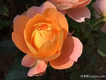 血腥橙色月季的優(yōu)缺點(diǎn)是什么？