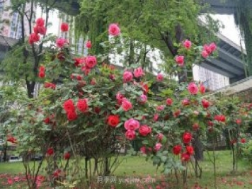 成都“高顏值”月季花開(kāi)正艷，50多個(gè)品種美爆街頭