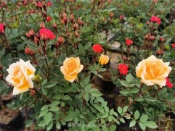 再等等盛花期，南陽(yáng)現在賞月季為時(shí)還早