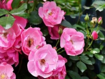 推薦4個(gè)適合新花友種植的藤本月季品種，長(cháng)勢強勁開(kāi)花量大