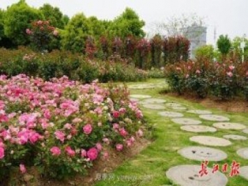 武漢滿(mǎn)街月季開(kāi)放，近百座公園進(jìn)入盛花期