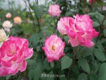 杭州滿(mǎn)城月季綻放，驚艷背后有他功勞