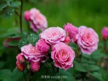 上海顧村公園月季園5月游園正當時(shí)，535畝月季浪漫盛放