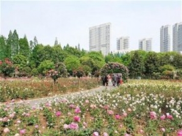 武漢市第十三屆月季展，青山和平公園等你來(lái)打卡