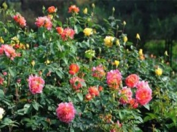 張愛(ài)玲的薔薇名句，薔薇處處開(kāi)，可愛(ài)又可親