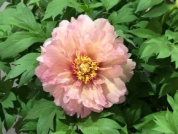 洛陽(yáng)牡丹花開(kāi)放日期與花期管理