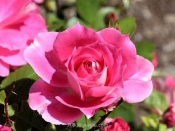 月季花開(kāi) 五一在宛 樂(lè )游南陽(yáng)