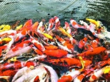 南陽(yáng)鎮平縣：小金魚(yú)“游”出大產(chǎn)業(yè)
