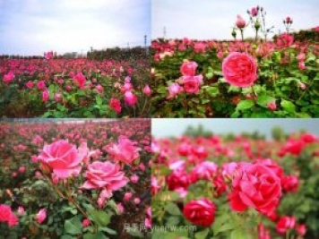 北京月季文化節5月18開(kāi)幕，11大展區可欣賞月季美景