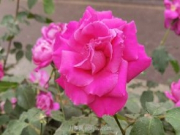 北京月季花花世界中，高貴的紫色月季醉迷人