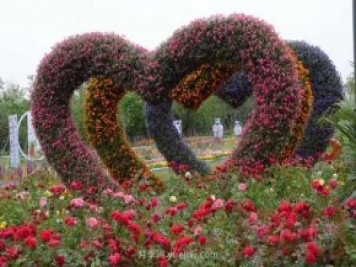 6000余種月季盛開(kāi) 花?！白砻馈蹦详?yáng)城