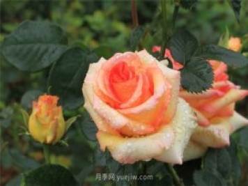 月季花開(kāi)盡芬芳，大美南陽(yáng)顯輝煌