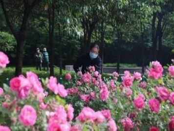 邢臺市花月季綻放！月季花城進(jìn)入觀(guān)賞期
