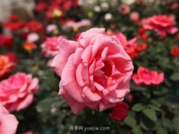 粉扇月季，月季樹(shù)造型美，花大色艷四季有花香
