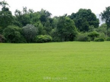 如何進(jìn)行草坪滾壓？有什么方法？