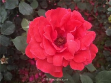20種經(jīng)典月季品種，妝點(diǎn)南陽(yáng)火熱的夏季