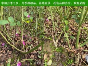 月季網(wǎng)：月季裸根苗的選購、栽植、肥水、養護技術(shù)大全