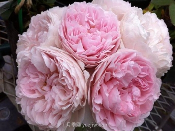 真誠月季的優(yōu)缺點(diǎn)是什么？