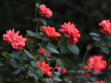 月季，盛開(kāi)在山野的玫瑰(原創(chuàng  )散文)