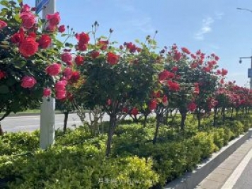 夏季苗木容易出現日灼現象？如何才能進(jìn)行預防？
