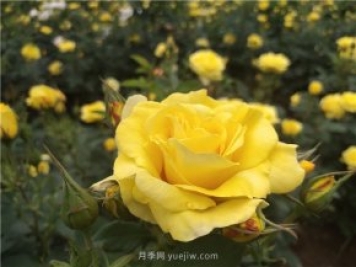 為什么越來(lái)越多的月季花友拋棄歐月？這些缺點(diǎn)是很多人的痛點(diǎn)