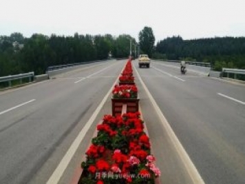 洛陽(yáng)嵩縣月季美化，使公路變成了靚麗的風(fēng)景線(xiàn)