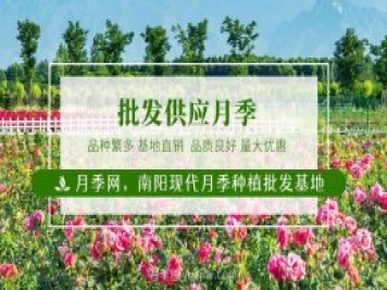 南陽(yáng)月季花后如何修剪？什么時(shí)候修剪比較好？