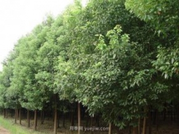 香樟樹(shù)分布范圍和經(jīng)濟價(jià)值