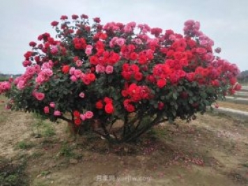 樹(shù)樁月季養護，這4個(gè)問(wèn)題要注意