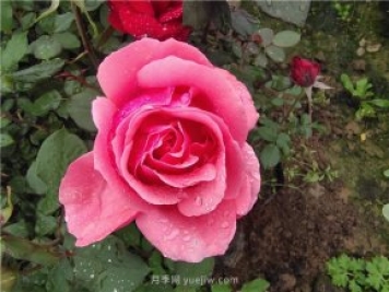 花木從業(yè)者應該知道的80條基本知識點(diǎn)術(shù)語(yǔ)，快收藏！