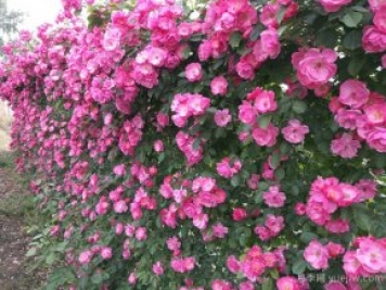藤本月季一直不開(kāi)花怎么辦？找準3個(gè)原因