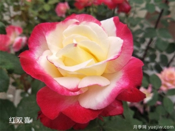 大花月季（Grandiflora Roses，簡(jiǎn)稱(chēng)Gr)