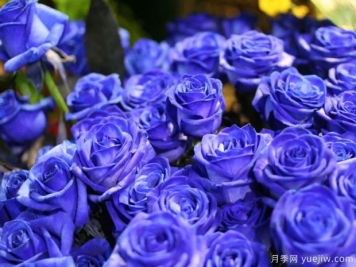藍色妖姬玫瑰