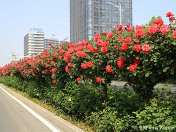 月季樹(shù)品種高貴典雅、花型花色多樣