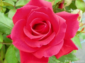 米迦勒大天使月季的優(yōu)缺點(diǎn)是什么？