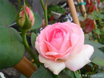 推薦給新手10大藤本月季品種，輕松選擇