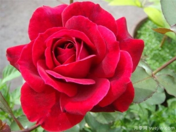 推薦10種切花月季，瓶插花期長(cháng)，不用去買(mǎi)花店玫瑰