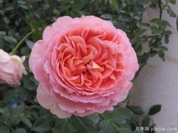 亞伯拉罕達比月季的優(yōu)缺點(diǎn)是什么？