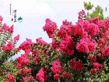 清遠英德徐家莊生態(tài)旅游景區 紫薇花開(kāi)得正艷