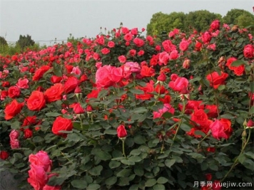 樹(shù)狀月季花修剪該注意什么呢