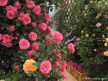 春季月季如何養護管理？